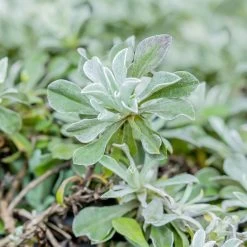 Katzenpfötchen, Rot, Topf-Ø 13 Cm, 6er-Set 10 Katzenpfötchen, Rot, Topf-Ø 13 Cm, 6er-Set -Gartenwelt Geschaft 0319200172 Antennaria dioica T13 rot 6er Set 1 126569