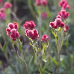 Katzenpfötchen, Rot, Topf-Ø 13 Cm, 6er-Set 11 Katzenpfötchen, Rot, Topf-Ø 13 Cm, 6er-Set -Gartenwelt Geschaft 0319200172 Antennaria dioica T13 rot 6er Set 2 126570