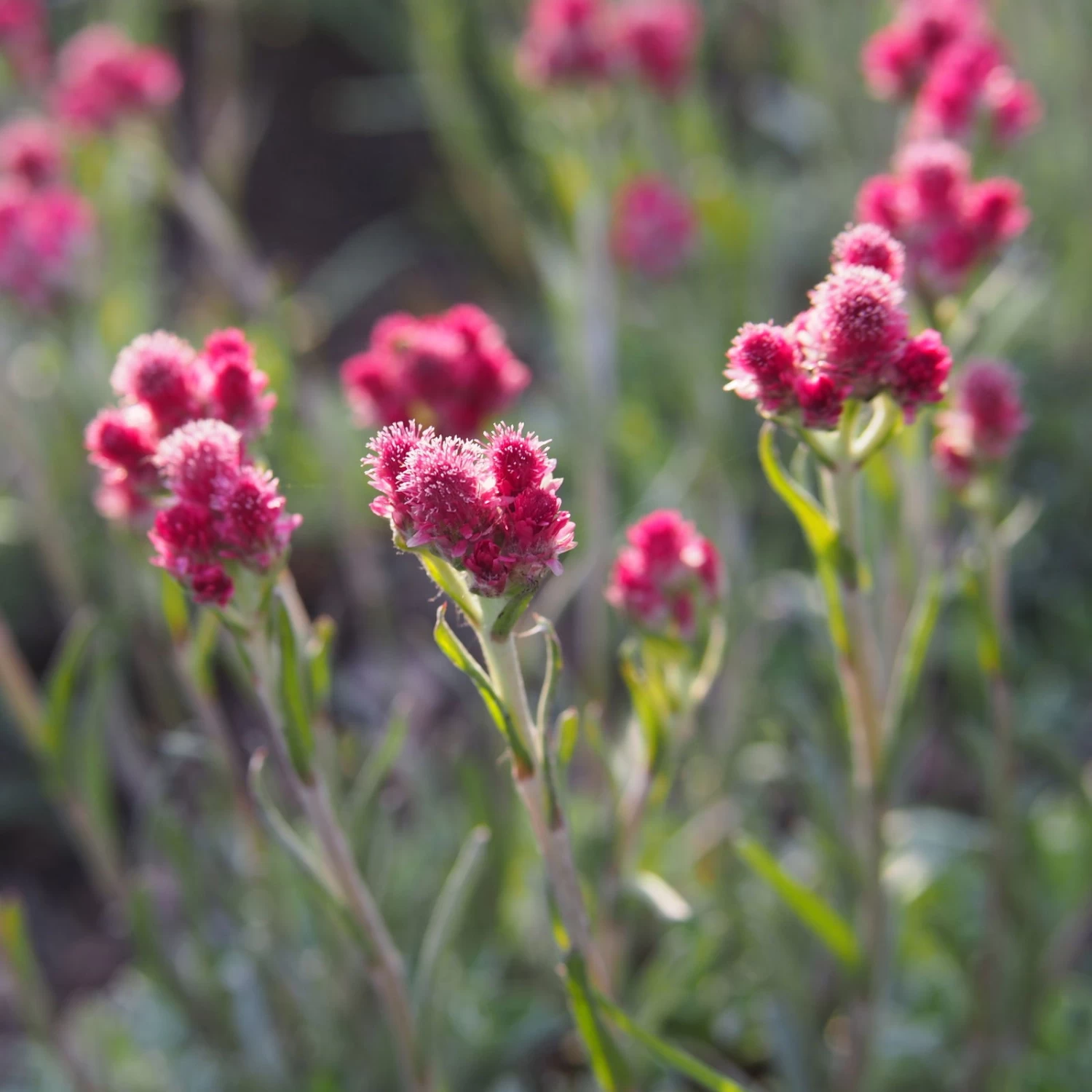 Katzenpfötchen, Rot, Topf-Ø 13 Cm, 6er-Set 4 Katzenpfötchen, Rot, Topf-Ø 13 Cm, 6er-Set – Bild 4