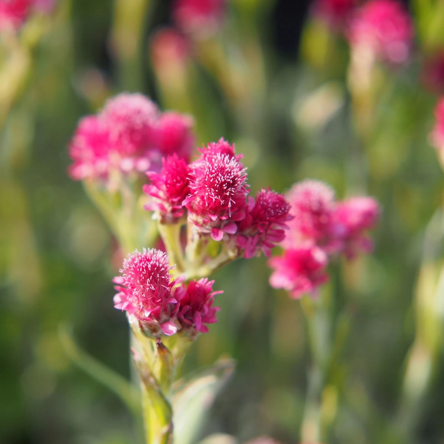 Katzenpfötchen, Rot, Topf-Ø 13 Cm, 6er-Set 1 Katzenpfötchen, Rot, Topf-Ø 13 Cm, 6er-Set