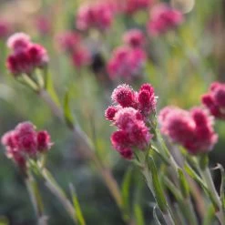 Katzenpfötchen, Rot, Topf-Ø 13 Cm, 6er-Set 13 Katzenpfötchen, Rot, Topf-Ø 13 Cm, 6er-Set -Gartenwelt Geschaft 0319200172 Antennaria dioica T13 rot 6er Set 4 126572