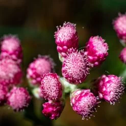 Katzenpfötchen, Rot, Topf-Ø 13 Cm, 6er-Set 12 Katzenpfötchen, Rot, Topf-Ø 13 Cm, 6er-Set -Gartenwelt Geschaft 0319200172 Antennaria dioica T13 rot 6er Set 5 126571