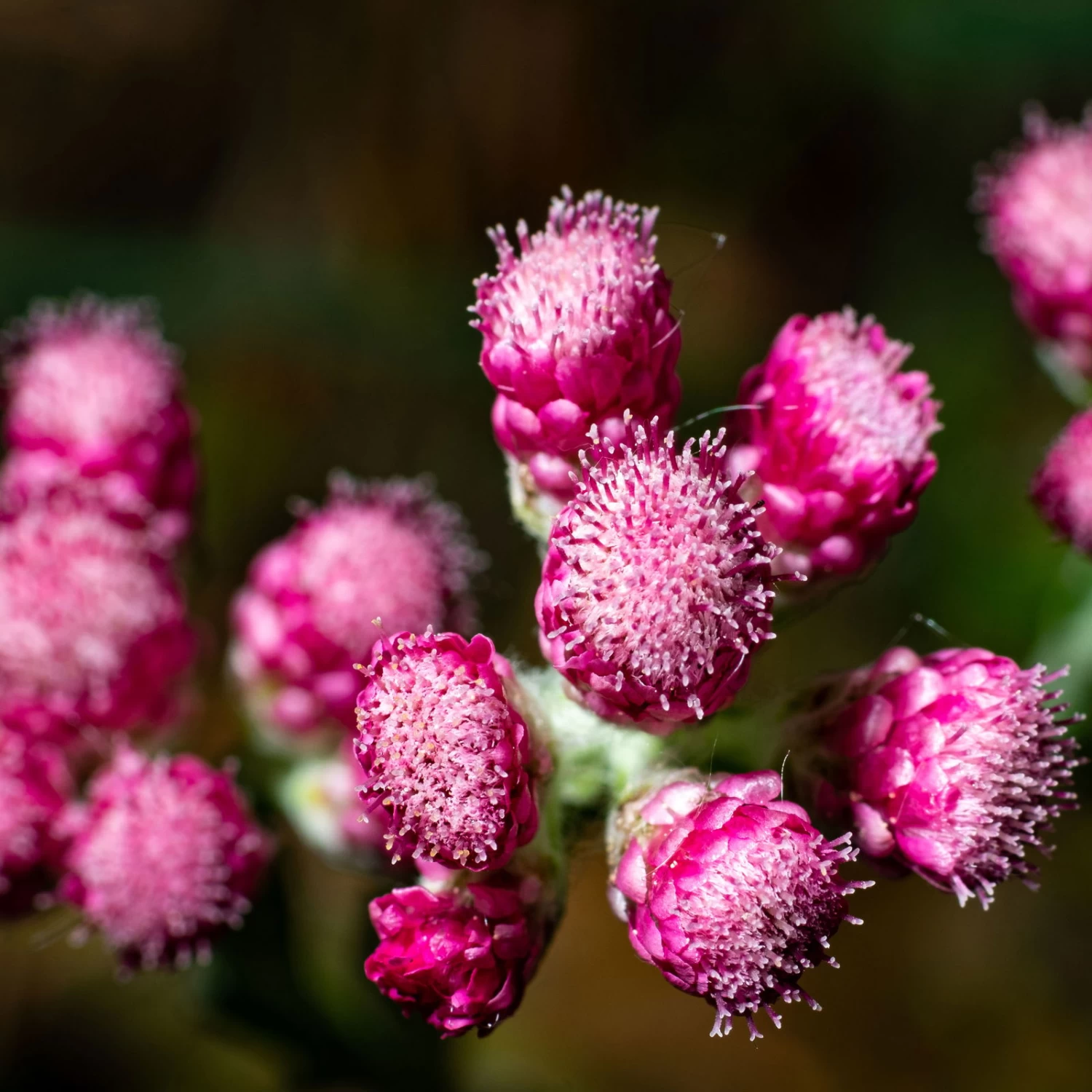 Katzenpfötchen, Rot, Topf-Ø 13 Cm, 6er-Set 5 Katzenpfötchen, Rot, Topf-Ø 13 Cm, 6er-Set – Bild 5