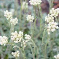 Katzenpfötchen, Weiß, Topf-Ø 13 Cm, 6er-Set -Gartenwelt Geschaft 0319200173 Antennaria dioica T13 weiss 6er Set 3 126575