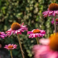 Purpursonnenhut 'PowWow® Wild Berry', Purpurrosa, Topf-Ø 13 Cm 10 Purpursonnenhut 'PowWow® Wild Berry', Purpurrosa, Topf-Ø 13 Cm -Gartenwelt Geschaft 0319200194 Echinacea purp Wild Berry T13 purpurrosa 3erSet 1 126329