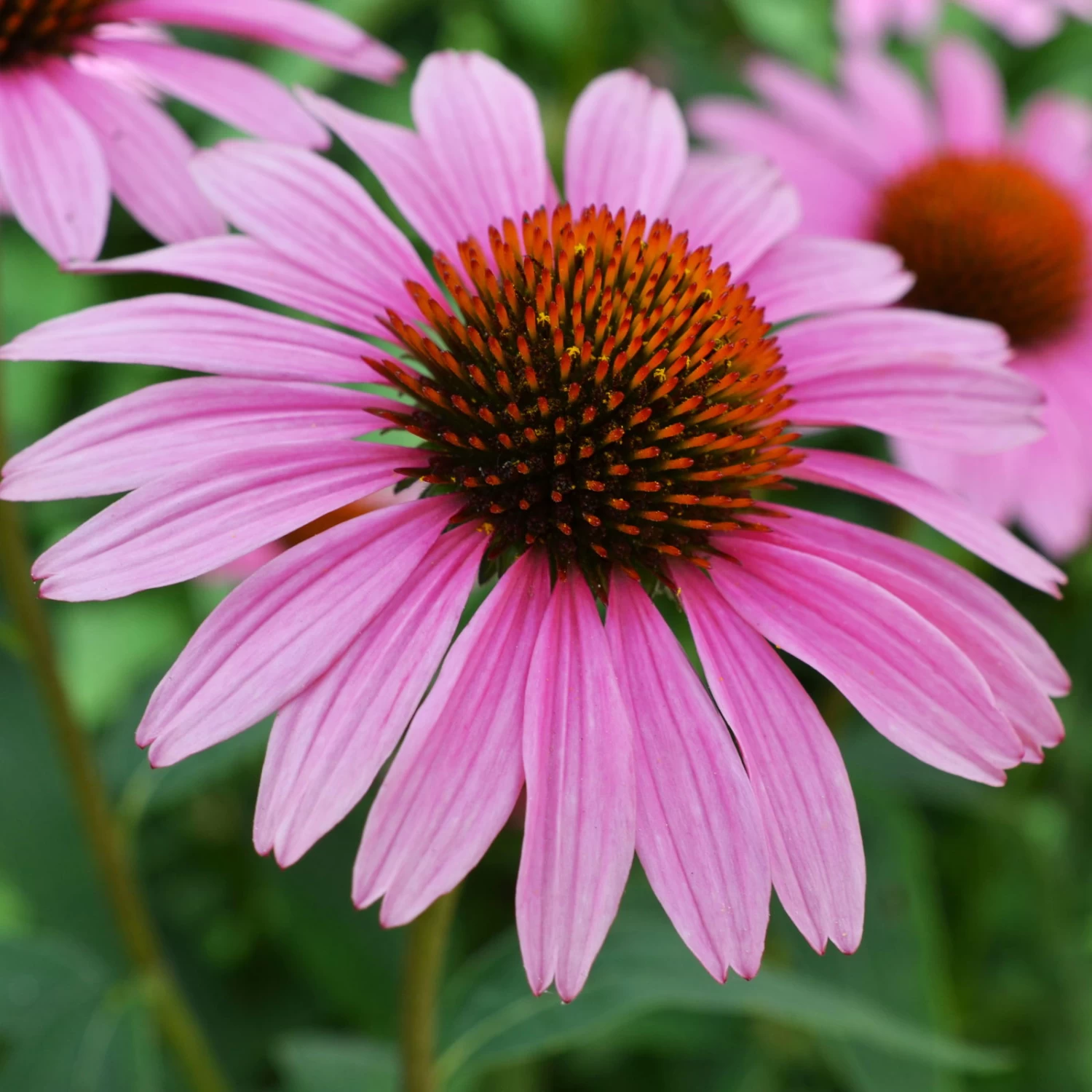 Purpursonnenhut 'PowWow® Wild Berry', Purpurrosa, Topf-Ø 13 Cm 2 Purpursonnenhut 'PowWow® Wild Berry', Purpurrosa, Topf-Ø 13 Cm – Bild 2