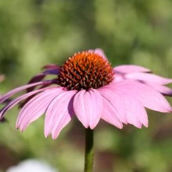 Purpursonnenhut 'PowWow® Wild Berry', Purpurrosa, Topf-Ø 13 Cm 9 Purpursonnenhut 'PowWow® Wild Berry', Purpurrosa, Topf-Ø 13 Cm -Gartenwelt Geschaft 0319200194 Echinacea purp Wild Berry T13 purpurrosa 3erSet 3 126328