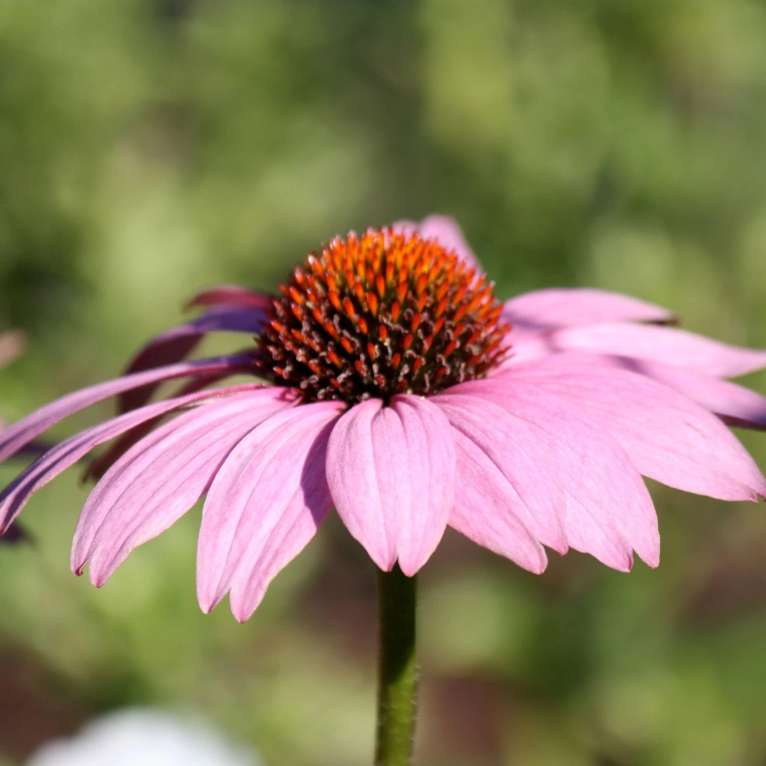 Purpursonnenhut 'PowWow® Wild Berry', Purpurrosa, Topf-Ø 13 Cm 3 Purpursonnenhut 'PowWow® Wild Berry', Purpurrosa, Topf-Ø 13 Cm – Bild 3