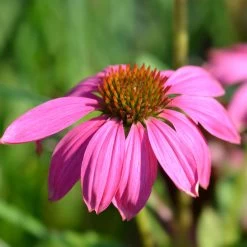 Purpursonnenhut 'PowWow® Wild Berry', Purpurrosa, Topf-Ø 13 Cm 11 Purpursonnenhut 'PowWow® Wild Berry', Purpurrosa, Topf-Ø 13 Cm -Gartenwelt Geschaft 0319200194 Echinacea purp Wild Berry T13 purpurrosa 3erSet 4 126330