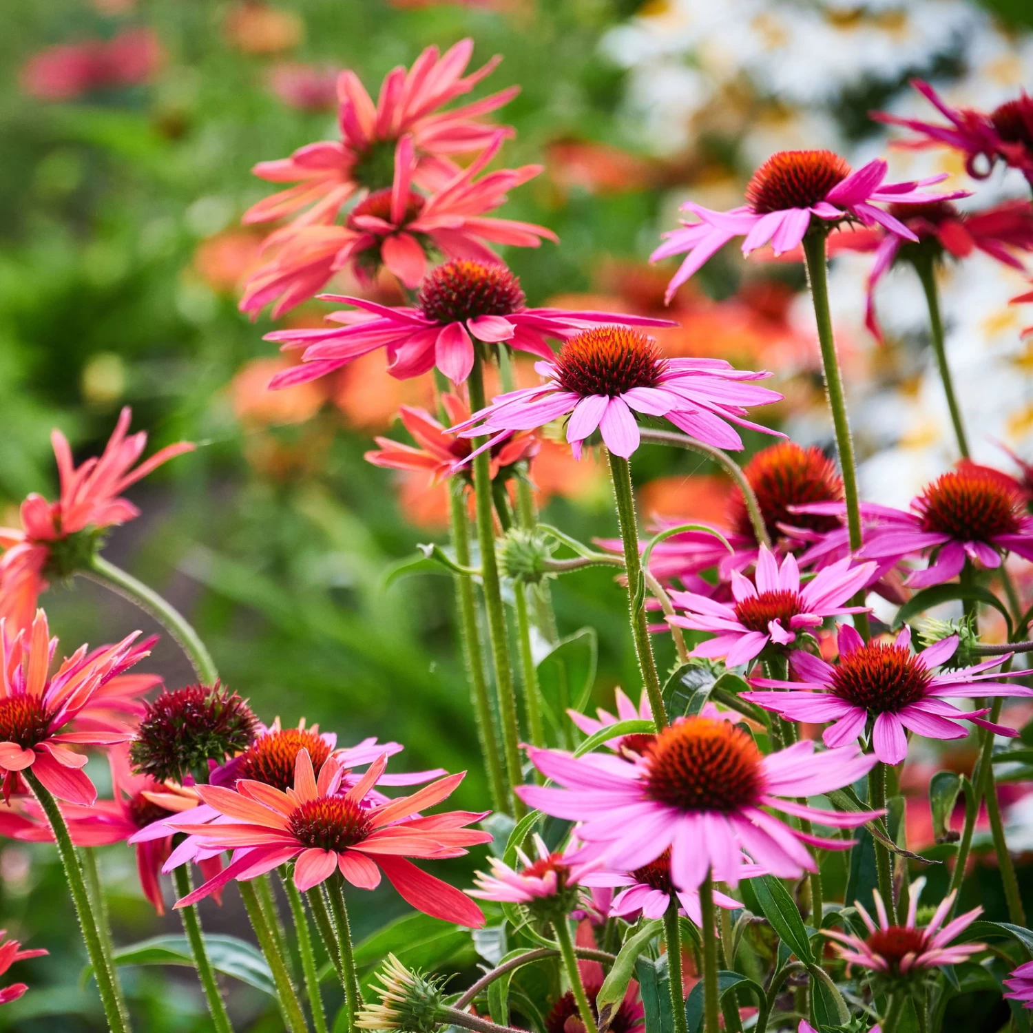Purpursonnenhut 'PowWow® Wild Berry', Purpurrosa, Topf-Ø 13 Cm 1 Purpursonnenhut 'PowWow® Wild Berry', Purpurrosa, Topf-Ø 13 Cm