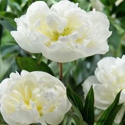 Kölle's Beste Pfingstrose 'Duchesse De Nemours' Weiß, 3 Liter Topf