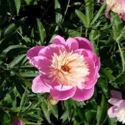 Kölle's Beste Edel-Pfingstrose 'Bowl Of Beauty' Rosa-weiß, 3 Liter Topf -Gartenwelt Geschaft 0320106036 Paeonia lac Bowl of Beauty 10 112354