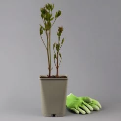 Kölle's Beste Edel-Pfingstrose 'Bowl Of Beauty' Rosa-weiß, 3 Liter Topf -Gartenwelt Geschaft 0320106036 paeonia bowl beauty 123857