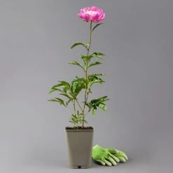 Kölle's Beste Edel-Pfingstrose 'Bowl Of Beauty' Rosa-weiß, 3 Liter Topf