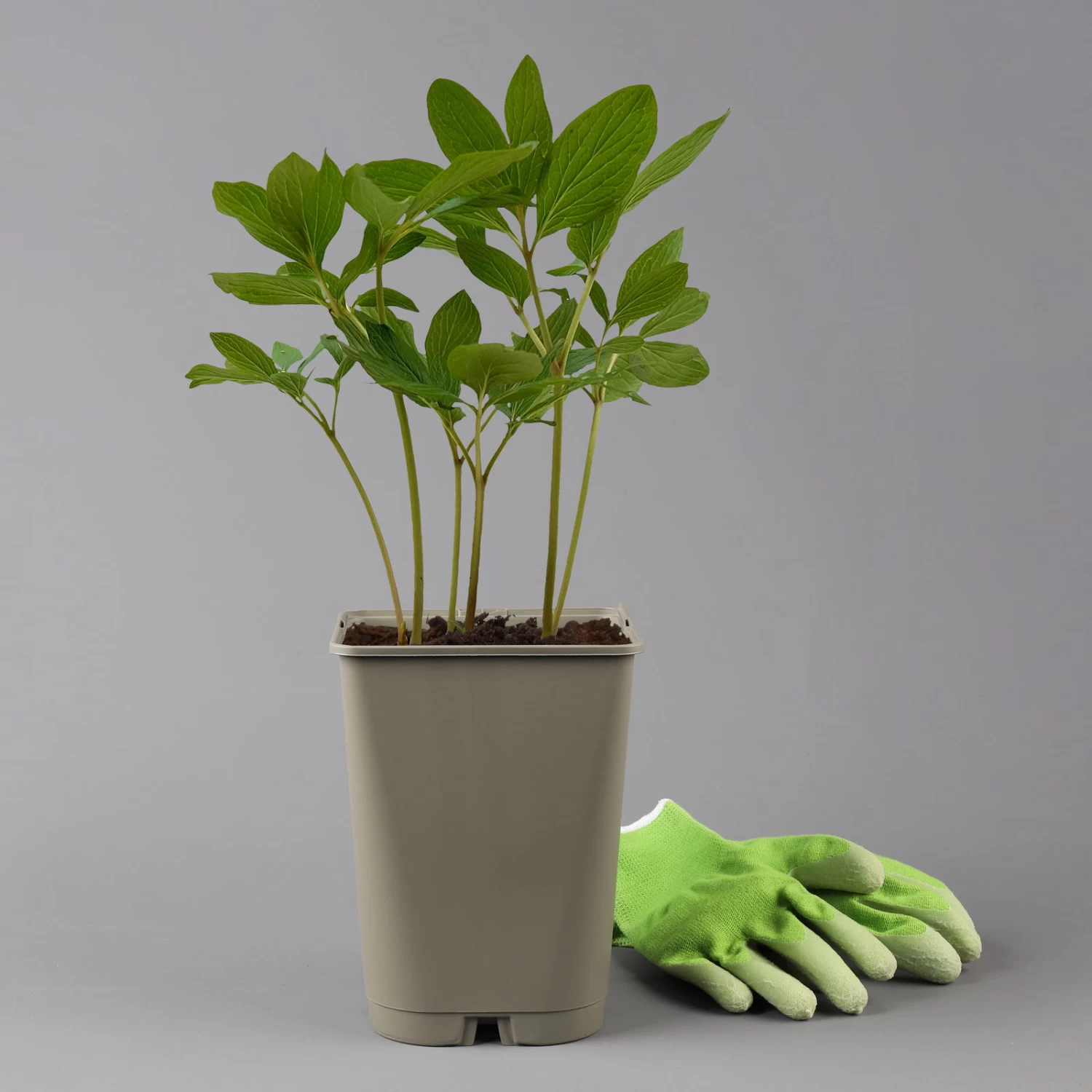 Kölle's Beste Duft-Pfingstrose 'Rosea Plena', 3 Liter Topf 2 Kölle's Beste Duft-Pfingstrose 'Rosea Plena', 3 Liter Topf – Bild 2