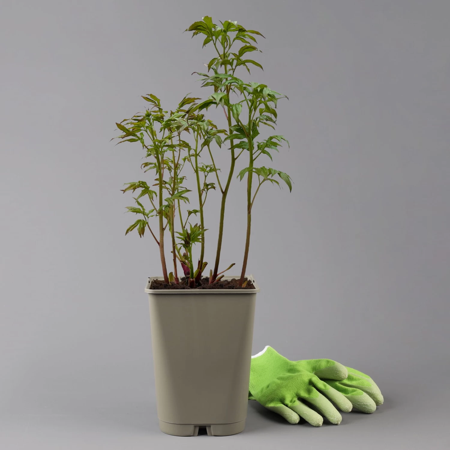 Pfingstrose, Paeonia Lactiflora 'Shirley Temple', Zartrosa, Topf 3 L 2 Pfingstrose, Paeonia Lactiflora 'Shirley Temple', Zartrosa, Topf 3 L – Bild 2