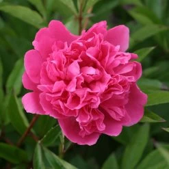 Pfingstrose 'Victoire De La Marne' Rot, Topf 3 Liter -Gartenwelt Geschaft 0320106810 Paeonia lac Victoire de la Marne leuchtend rot 1 105912