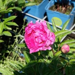 Pfingstrose 'Victoire De La Marne' Rot, Topf 3 Liter -Gartenwelt Geschaft 0320106810 Paeonia lac Victoire de la Marne leuchtend rot 2 2 112437