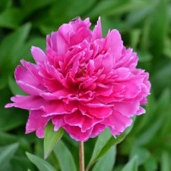 Pfingstrose 'Victoire De La Marne' Rot, Topf 3 Liter -Gartenwelt Geschaft 0320106810 Paeonia lac Victoire de la Marne leuchtend rot 2 105913