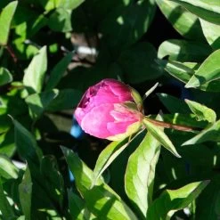 Pfingstrose 'Victoire De La Marne' Rot, Topf 3 Liter -Gartenwelt Geschaft 0320106810 Paeonia lac Victoire de la Marne leuchtend rot 3 112436