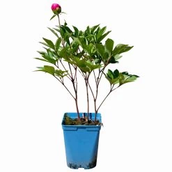 Pfingstrose 'Victoire De La Marne' Rot, Topf 3 Liter