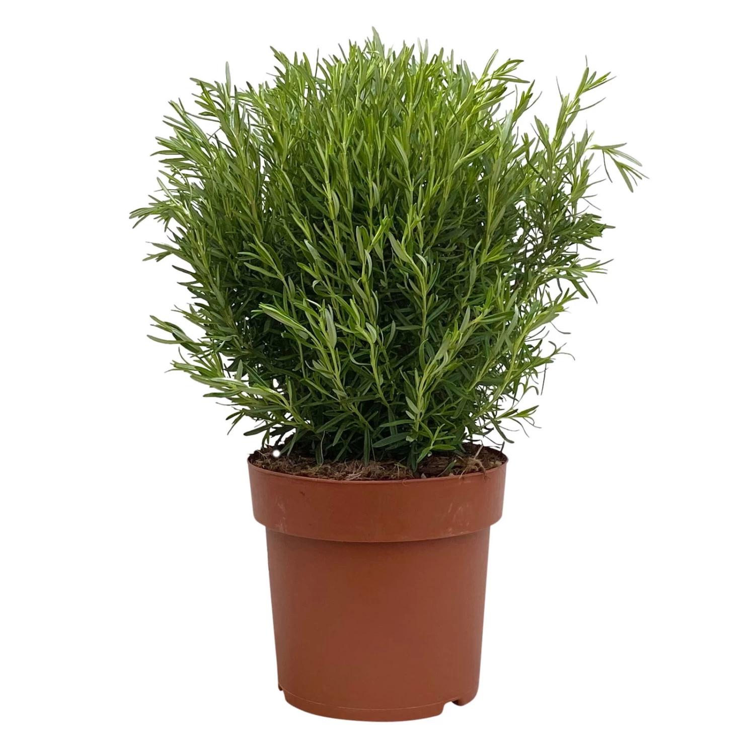 Rosmarin, Busch, Topf-Ø 23 Cm 2 Rosmarin, Busch, Topf-Ø 23 Cm – Bild 2