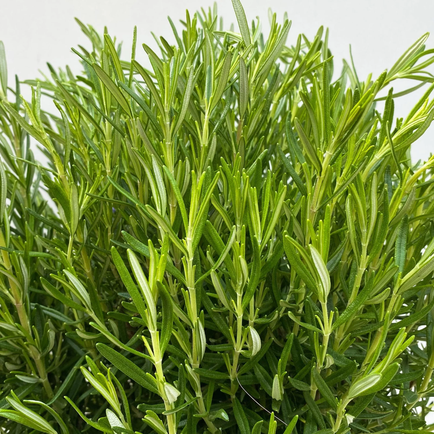 Rosmarin, Busch, Topf-Ø 23 Cm 4 Rosmarin, Busch, Topf-Ø 23 Cm – Bild 4