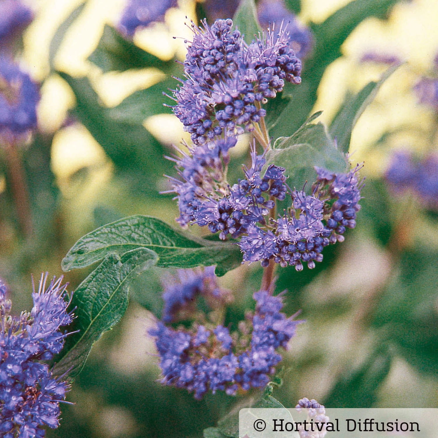 Bartblume 'Grand Bleu'® Dunkelviolettblau, Topf-Inhalt 5 Liter 2 Bartblume 'Grand Bleu'® Dunkelviolettblau, Topf-Inhalt 5 Liter – Bild 2