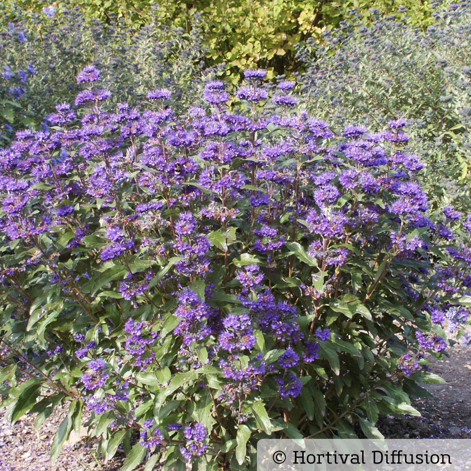 Bartblume 'Grand Bleu'® Dunkelviolettblau, Topf-Inhalt 5 Liter 1 Bartblume 'Grand Bleu'® Dunkelviolettblau, Topf-Inhalt 5 Liter