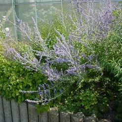 Kollektion 'Bienenweide Blau', 3er-Set, Höhe 30-60 Cm, Topf 4,6 Liter 14 Kollektion 'Bienenweide Blau', 3er-Set, Höhe 30-60 Cm, Topf 4,6 Liter -Gartenwelt Geschaft 0410111412 KB Perovskia atri little Spire1 74954
