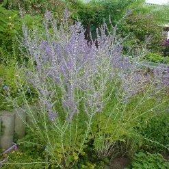 Kollektion 'Bienenweide Blau', 3er-Set, Höhe 30-60 Cm, Topf 4,6 Liter 15 Kollektion 'Bienenweide Blau', 3er-Set, Höhe 30-60 Cm, Topf 4,6 Liter -Gartenwelt Geschaft 0410111412 KB Perovskia atri little Spire 74955