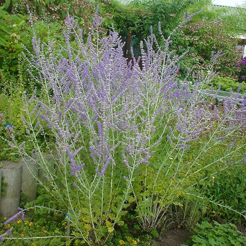 Kollektion 'Bienenweide Blau', 3er-Set, Höhe 30-60 Cm, Topf 4,6 Liter 5 Kollektion 'Bienenweide Blau', 3er-Set, Höhe 30-60 Cm, Topf 4,6 Liter – Bild 5