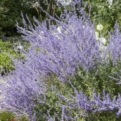 Kollektion 'Bienenweide Blau', 3er-Set, Höhe 30-60 Cm, Topf 4,6 Liter 13 Kollektion 'Bienenweide Blau', 3er-Set, Höhe 30-60 Cm, Topf 4,6 Liter -Gartenwelt Geschaft 0410111412 Perovskia Little Spire 1 94153
