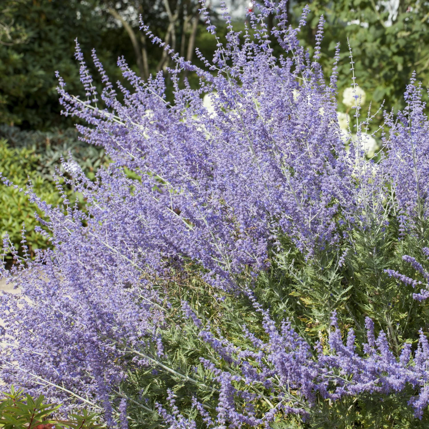 Kollektion 'Bienenweide Blau', 3er-Set, Höhe 30-60 Cm, Topf 4,6 Liter 3 Kollektion 'Bienenweide Blau', 3er-Set, Höhe 30-60 Cm, Topf 4,6 Liter – Bild 3