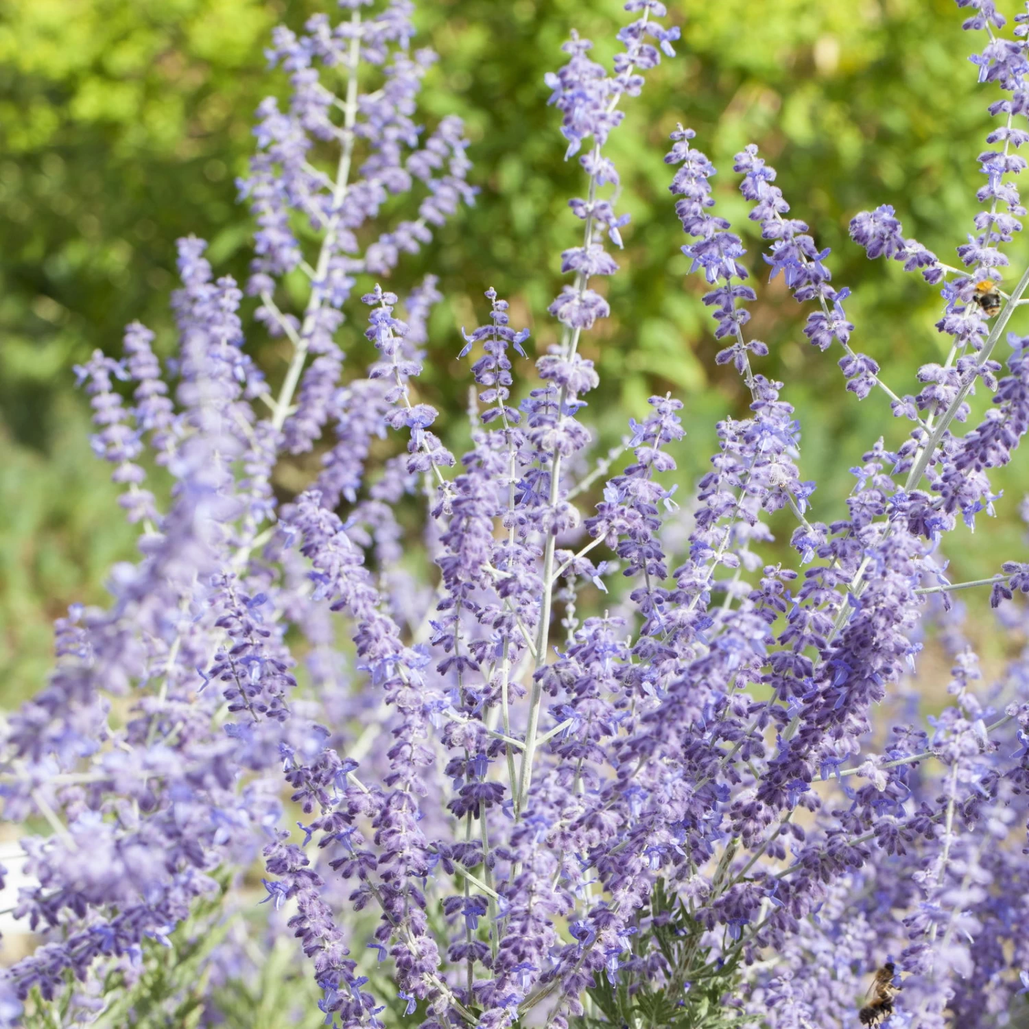 Kollektion 'Bienenweide Blau', 3er-Set, Höhe 30-60 Cm, Topf 4,6 Liter 2 Kollektion 'Bienenweide Blau', 3er-Set, Höhe 30-60 Cm, Topf 4,6 Liter – Bild 2
