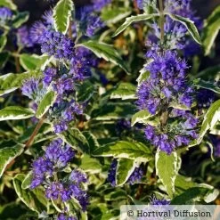 Weißbunte Bartblume 'White Surprise®'.cov, Caryopteris Clandonensis, Topf 5 Lt.