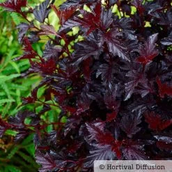 Schwarzrote Blasenspiere 'All Black'®, Im 5 Liter Topf -Gartenwelt Geschaft 0410111653 Physocarpus op All Black 3 93044