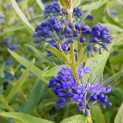 Kollektion 'Bienenweide Blau', 3er-Set, Höhe 30-60 Cm, Topf 4,6 Liter 16 Kollektion 'Bienenweide Blau', 3er-Set, Höhe 30-60 Cm, Topf 4,6 Liter -Gartenwelt Geschaft 0410112619 Sommerliche Bienennaehrgehoelze blau 1 99278