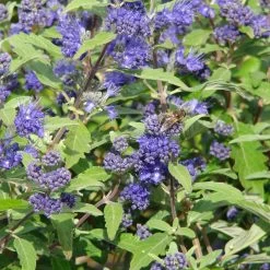 Kollektion 'Bienenweide Blau', 3er-Set, Höhe 30-60 Cm, Topf 4,6 Liter 17 Kollektion 'Bienenweide Blau', 3er-Set, Höhe 30-60 Cm, Topf 4,6 Liter -Gartenwelt Geschaft 0410112619 Sommerliche Bienennaehrgehoelze blau 2 99279