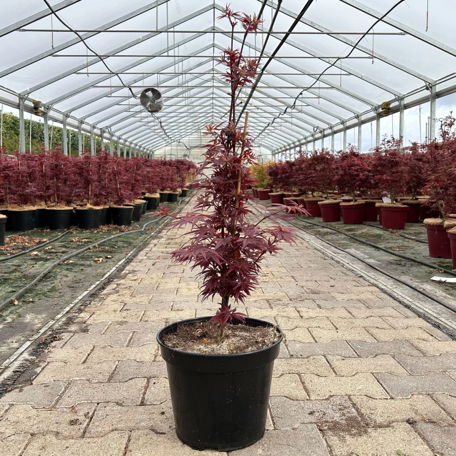 Japanischer Zwergahorn 'Shaina', Höhe 40 - 60 Cm, Topf 7,5 Liter 2 Japanischer Zwergahorn 'Shaina', Höhe 40 - 60 Cm, Topf 7,5 Liter – Bild 2