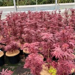 Japanischer Zwergahorn 'Shaina', Höhe 40 - 60 Cm, Topf 7,5 Liter 7 Japanischer Zwergahorn 'Shaina', Höhe 40 - 60 Cm, Topf 7,5 Liter -Gartenwelt Geschaft 0410300849 acer shaina 4 123989