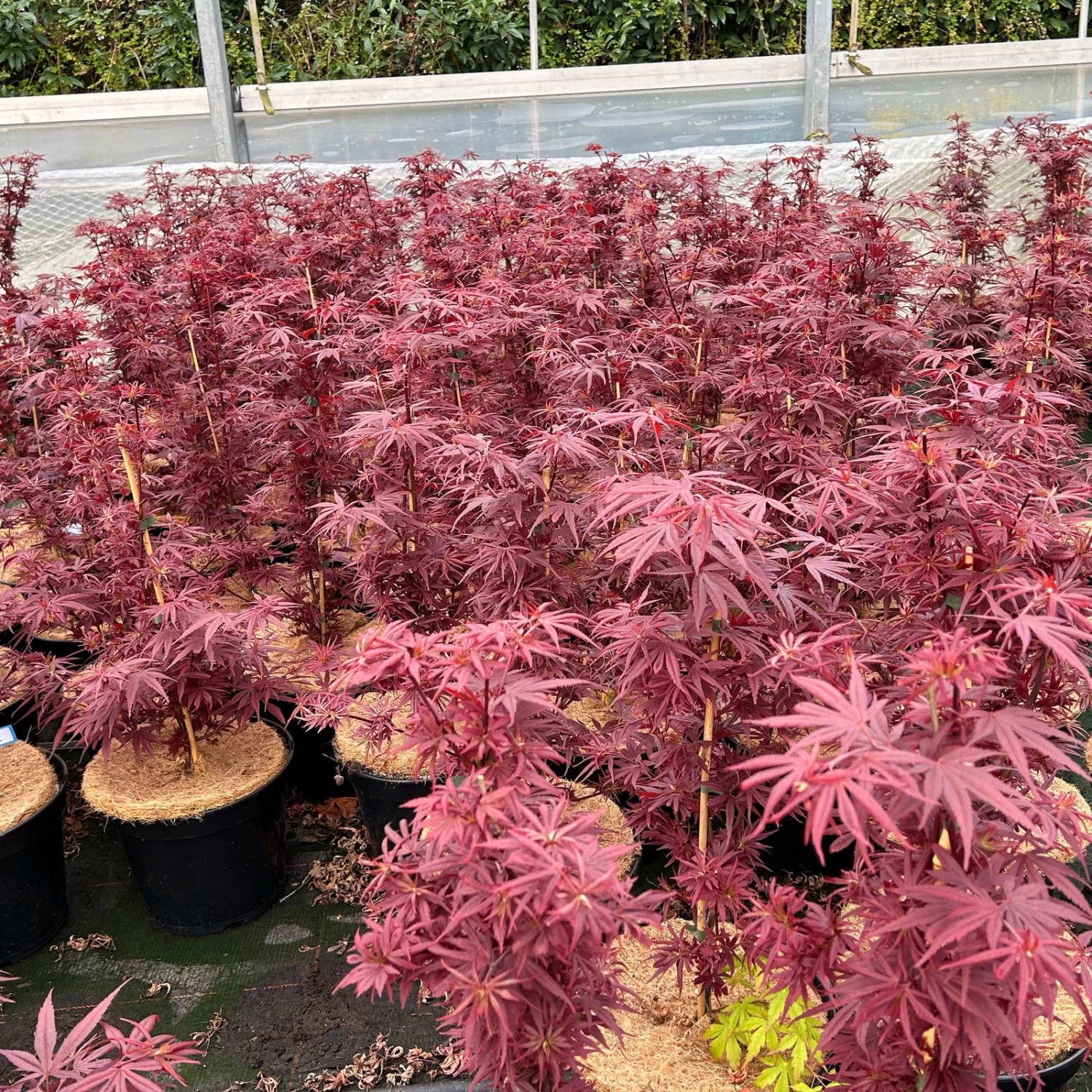 Japanischer Zwergahorn 'Shaina', Höhe 40 - 60 Cm, Topf 7,5 Liter 3 Japanischer Zwergahorn 'Shaina', Höhe 40 - 60 Cm, Topf 7,5 Liter – Bild 3