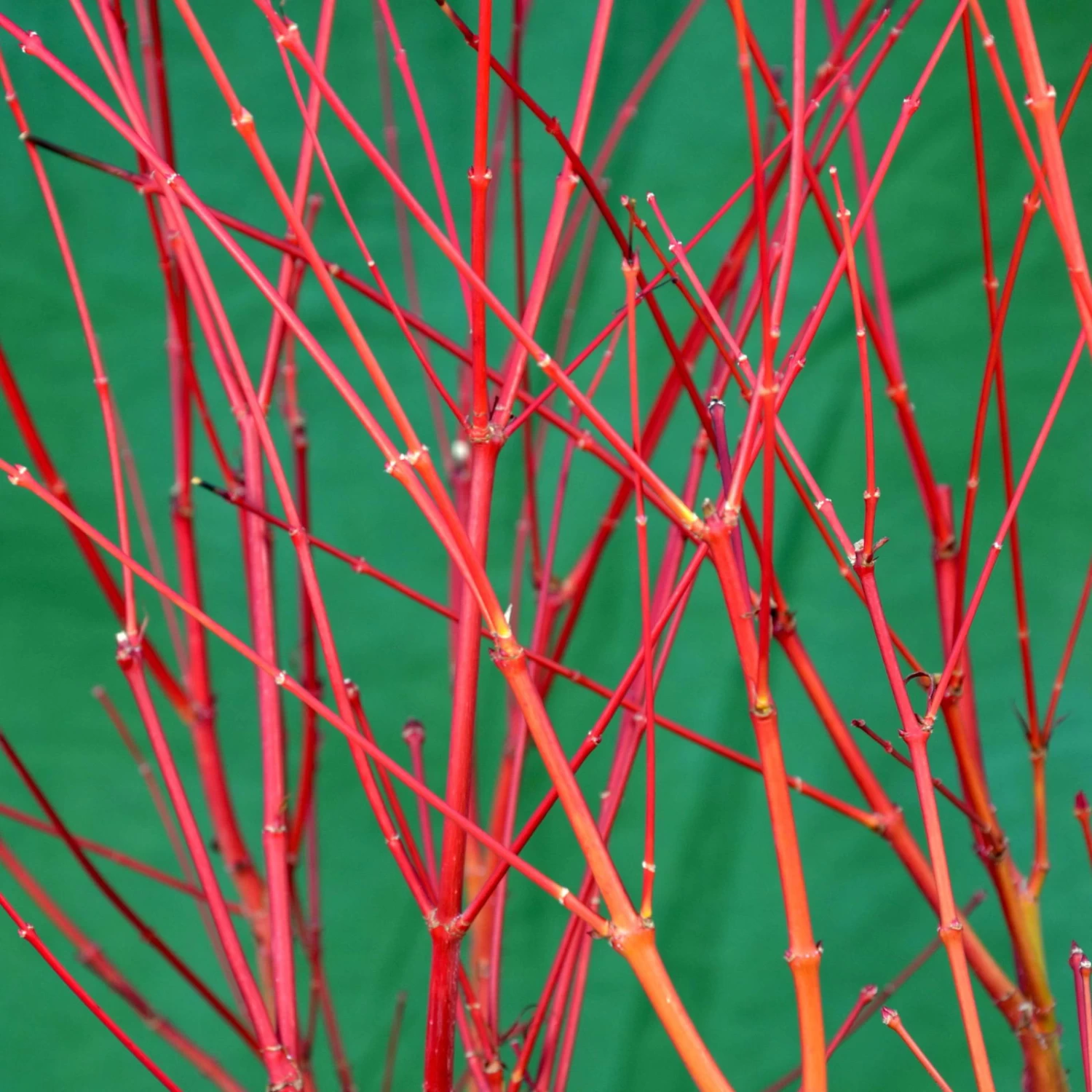 Korallenrinden Fächerahorn 'Sangokaku', Höhe 40 - 60 Cm, Topf-Ø 19 Cm 2 Korallenrinden Fächerahorn 'Sangokaku', Höhe 40 - 60 Cm, Topf-Ø 19 Cm – Bild 2