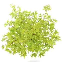 Japanischer Fächerahorn 'Butterfly', Höhe 40 - 60 Cm, Topf-Ø 19 Cm -Gartenwelt Geschaft 0410301072 Acer palm Butterfly Son und Koot 4 84629