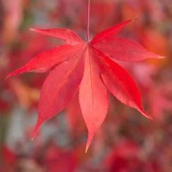 Japanischer Fächerahorn 'Osakazuki', Höhe 40 - 60 Cm, Topf-Ø 19 Cm -Gartenwelt Geschaft 0410301148 Acer palm Osakazuki 2 84634