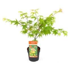 Japanischer Fächerahorn 'Osakazuki', Höhe 40 - 60 Cm, Topf-Ø 19 Cm -Gartenwelt Geschaft 0410301148 Acer palm Osakazuki 6 84635