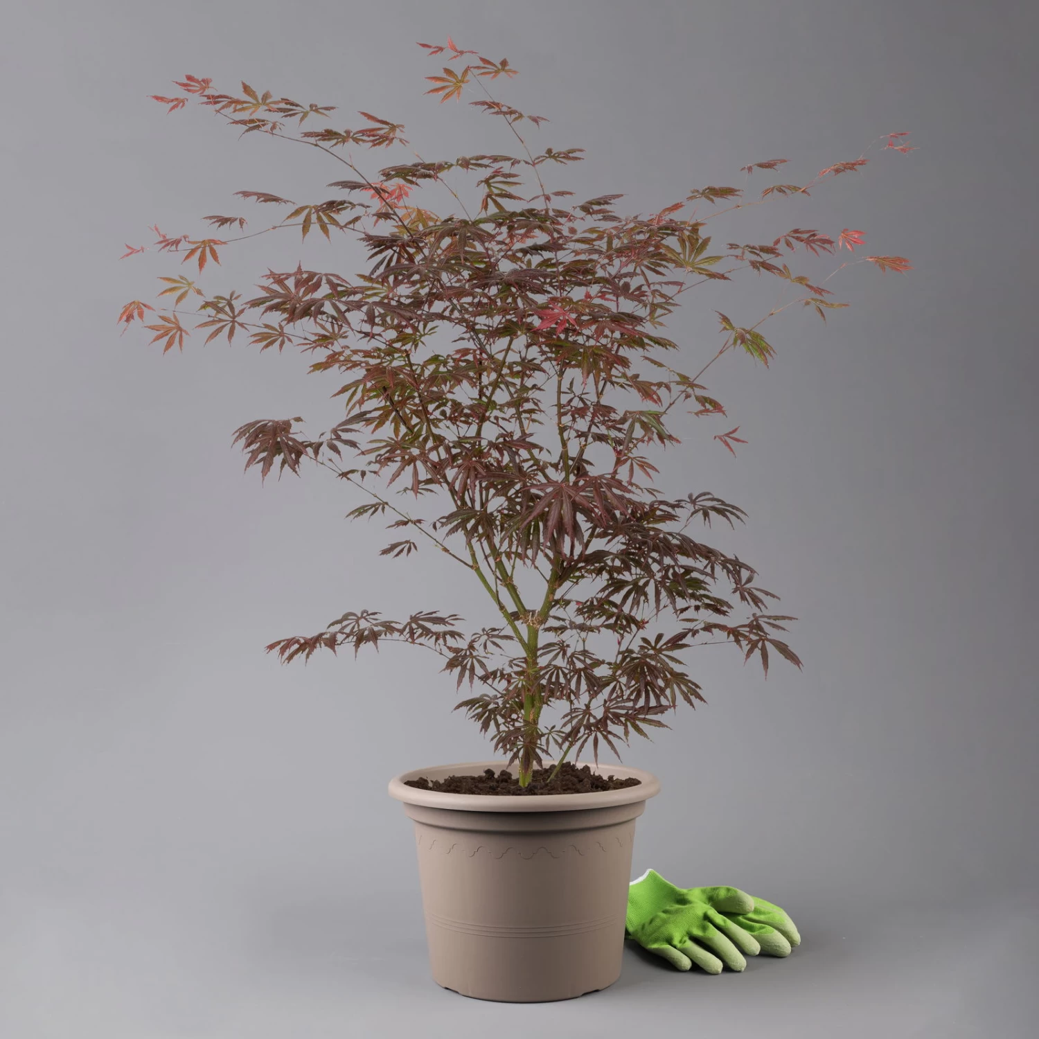 Roter Fächerahorn 'Trompenburg', Höhe 80-100 Cm, Topf 10 Liter 1 Roter Fächerahorn 'Trompenburg', Höhe 80-100 Cm, Topf 10 Liter