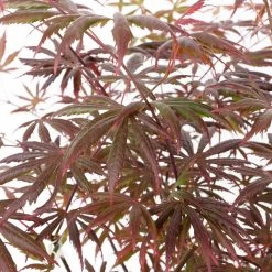 Roter Fächerahorn 'Trompenburg', Höhe 80-100 Cm, Topf 10 Liter 7 Roter Fächerahorn 'Trompenburg', Höhe 80-100 Cm, Topf 10 Liter -Gartenwelt Geschaft 0410301210 acer trompenburg 2 124806