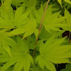 Gelber Fächerahorn 'Jordan', Höhe 80-100 Cm, Topf 10 Liter -Gartenwelt Geschaft 0410301213 Acer shir Jordan 1 120011