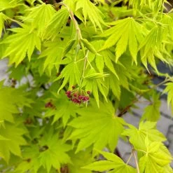 Gelber Fächerahorn 'Jordan', Höhe 80-100 Cm, Topf 10 Liter -Gartenwelt Geschaft 0410301213 acer jordan 5 124017